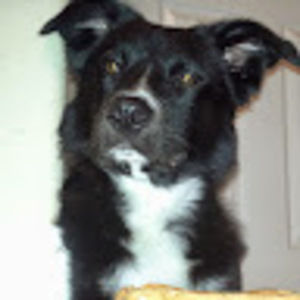 Meet your Posher, Veronica